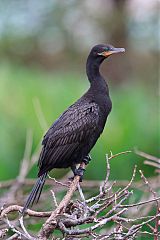 Neotropic Cormorant